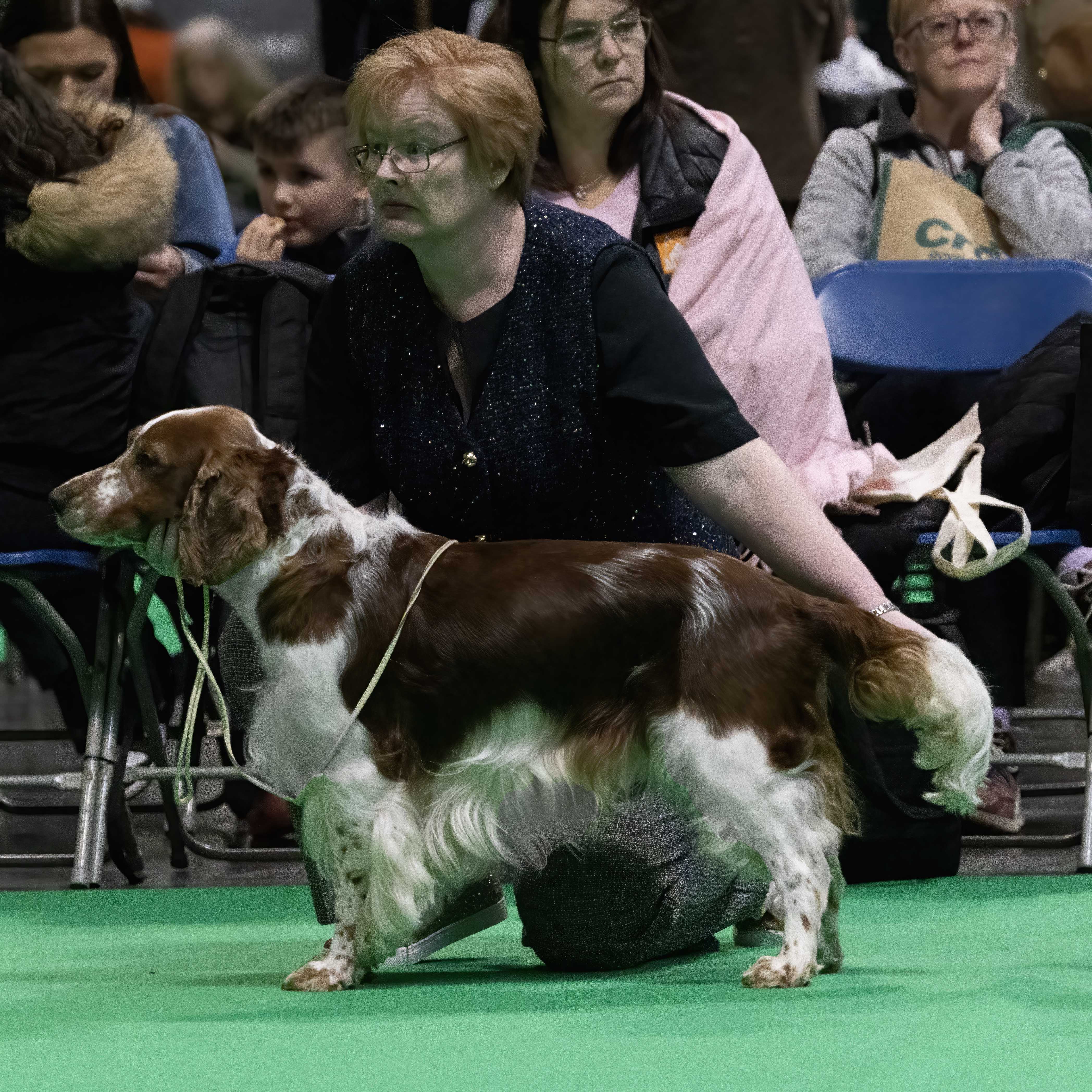 Bobby @ Crufts 2026